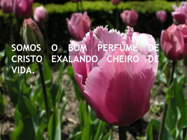Perdão - página 2