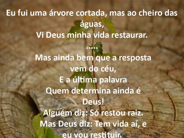 Arvore cortada.pptx - página 3