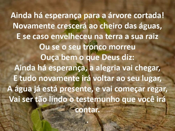 Arvore cortada.pptx - página 7
