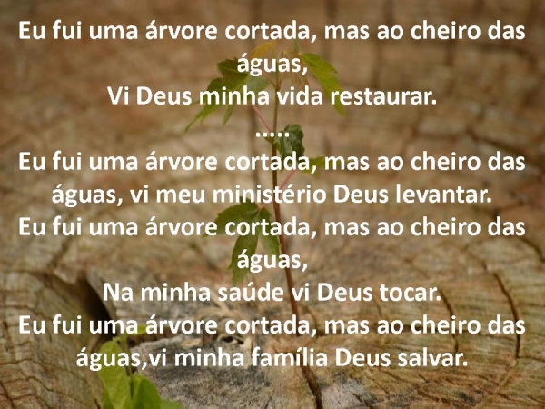 Arvore cortada.pptx - página 8