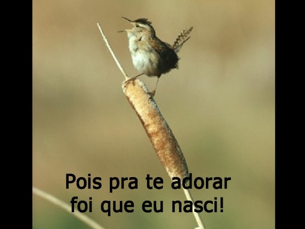 Venho Senhor minha vida oferecer - página 5
