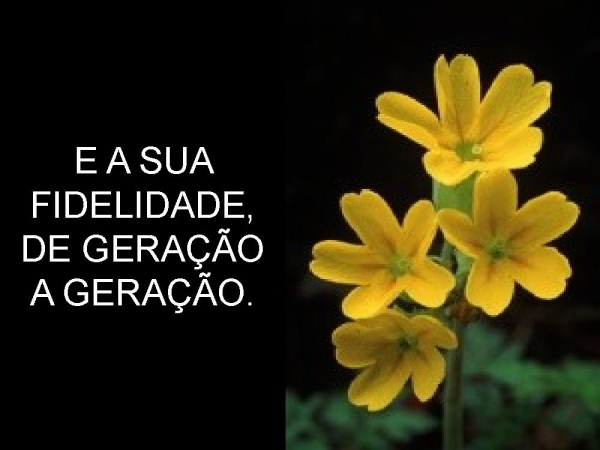 CELEBRAI COM JÚBILO AO SENHOR - página 6