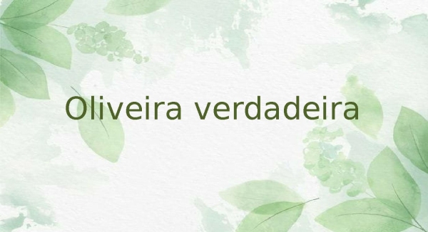 oliveira verdadeira - página 1