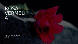 Rosa Vermelha