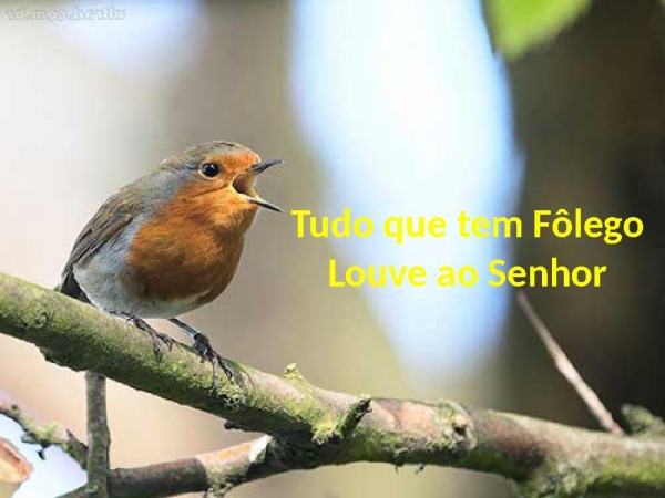Tudo Que Têm Fôlego
