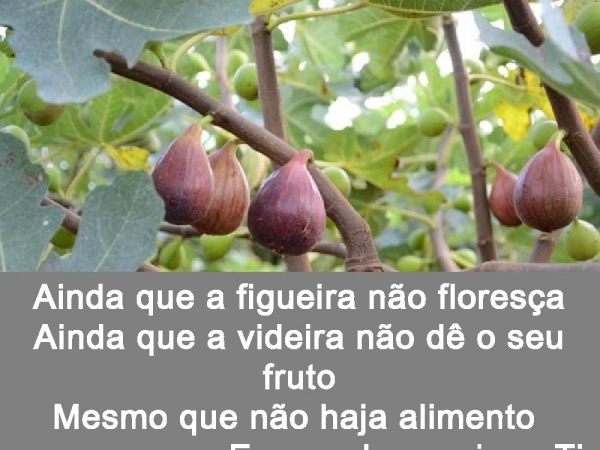 AINDA QUE A FIGUEIRA  - página 8