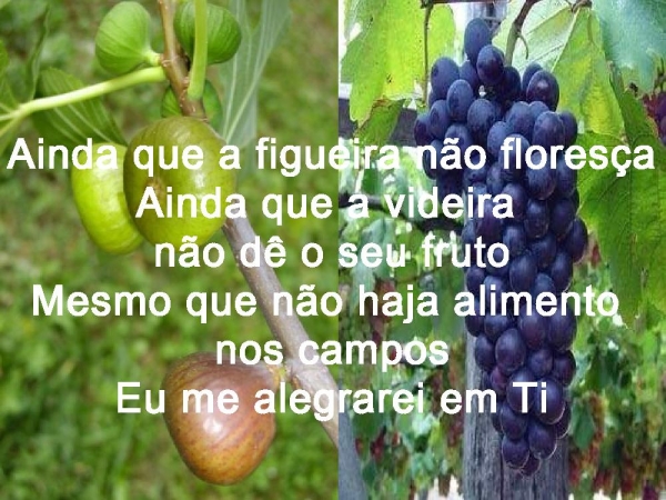 AINDA QUE A FIGUEIRA  - página 10
