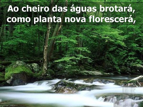 Cheiro das Águas - Há esperança - página 14